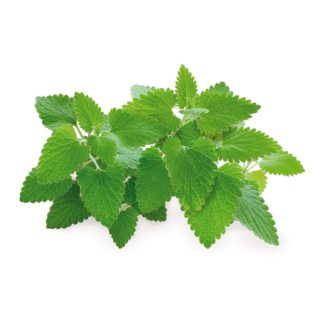 Catnip Plant Pods 3-Pack Y335