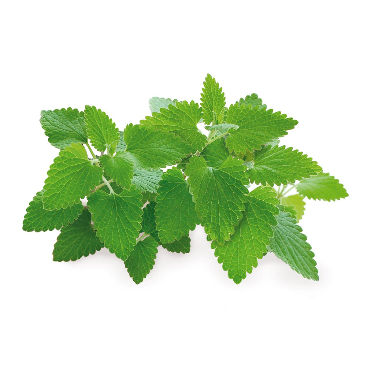 Catnip Plant Pods 3-Pack Y335