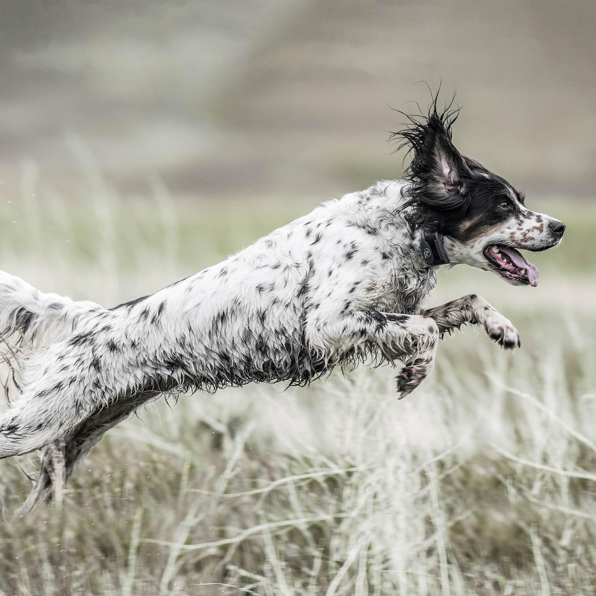 Remote Dog Trainer 1-Mile Range V232